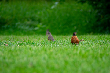 An American Robin in a Field of Grass
