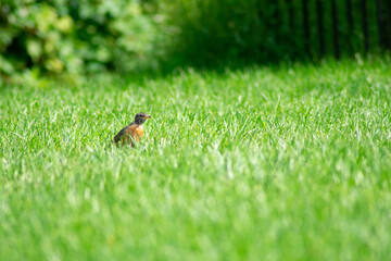 An American Robin in a Bright Green Grass Field