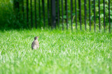 An American Robin in a Bright Green Grass Field