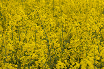 Obraz premium A beautiful field of rapeseed, the yellow color of the plant from which rapeseed oil is produced. Agricultural landscape, rural landscape