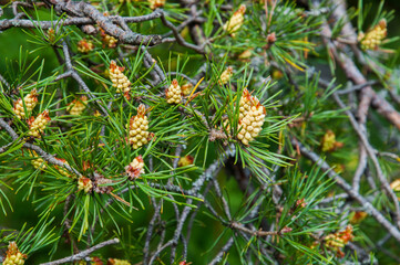 Young fir cones