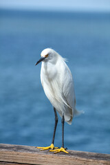 White adult snowy egret with bright yellow feet sitting wood rail on pier
