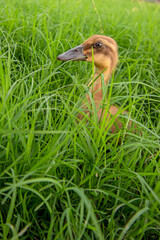 Ducks playing on the grass