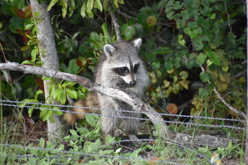 playful raccoons in the swamps