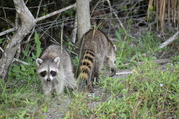 playful raccoons in the swamps