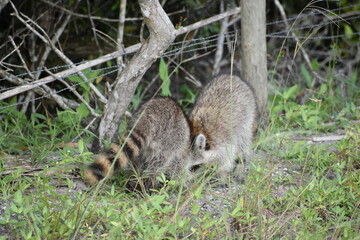 playful raccoons in the swamps