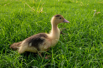 Ducks playing on the grass