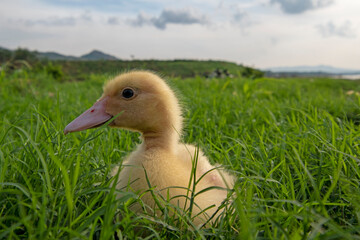 Ducks playing on the grass