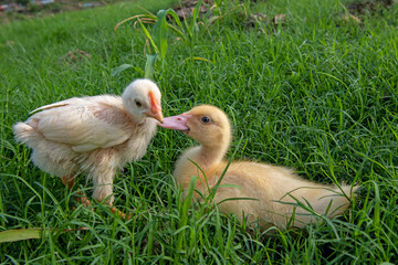 Ducks playing on the grass