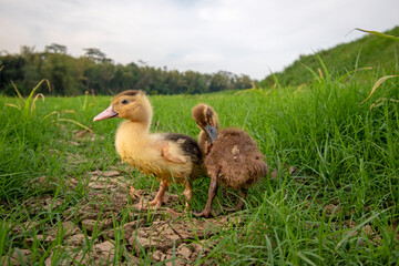 Ducks playing on the grass