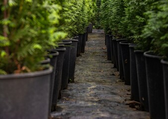 
Rows of pots with western thuja seedlings. Scale bottom view