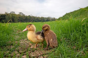 Ducks playing on the grass