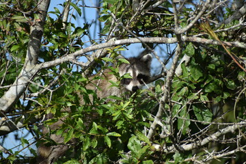 Raccoon hides in a tree