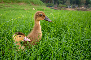 Obraz premium Ducks playing on the grass