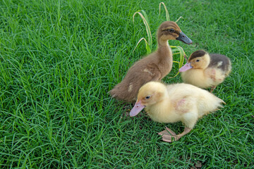 Ducks playing on the grass