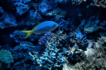 Naklejka na ściany i meble A bright sea blue fish on coral background.