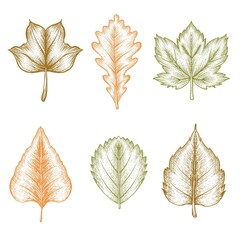engraving hand drawn autumn leaves collection vector design illustration