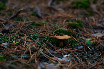 Defocus poisonous mushroom (milkcap) among dry grass, leaves and needles. Fungus mushroom growing in the green forest on moss. Boletus hiding in ground. Side view. Out of focus