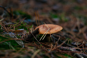 Defocus close-up poisonous mushroom (milkcap) among dry grass, leaves and needles. Fungus mushroom growing in the green forest on moss. Boletus hiding in ground. Side view. Out of focus