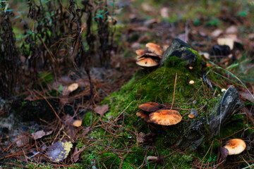 Defocus group of milcap mushrooms (Suillus luteus) among dry grass and leaves. Suillus luteos mushroom growing in the green forest on mossed stump. Boletus hiding in ground. Top view. Out of focus