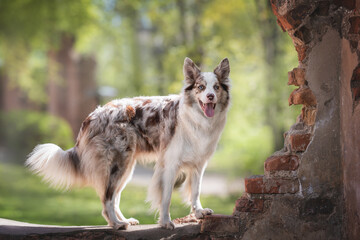 Multicolored border collie standing on the brick ruins of an old castle. The mouth is open