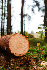 Defocus log of pine tree in autumn forest. Saw cur wood. Saw cut of a large pine tree. Nature wood outside, outdoor. Vertical. Sawmill industry. Out of focus