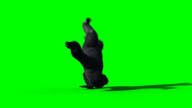 Fun dancing gorilla. Realistic fur. Green screen animation.