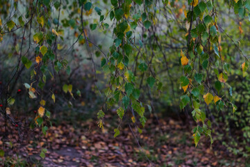 Obraz premium Defocus close-up yellow leaves of birch trees and aspen on autumn forest in background. Late autumn, nature background, birch tree in autumn. Fall natural backdrop. Out of focus