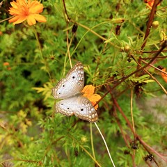 Borboleta