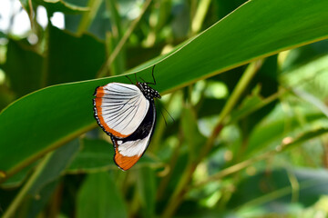 Closeup of a Red Spot Diadem butterfly (ventral) on a leaf, Butterfly Farm, Stratford-upon-Avon,...