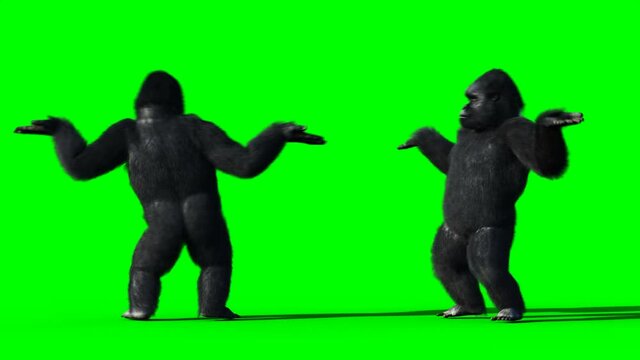 Fun dancing gorilla. Realistic fur. Green screen animation.