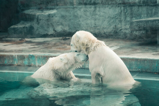 Two Polar Bears In An Enclosure