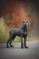 Serious puppy cane Corso standing on an asphalt road against the background of a bright autumn landscape
