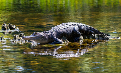 Sunbathing American Alligator