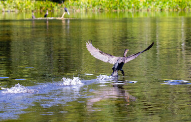 Anhinga Emerging From Wakulla Springs