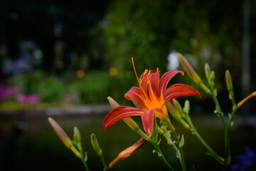 flower in full splendor in the city 