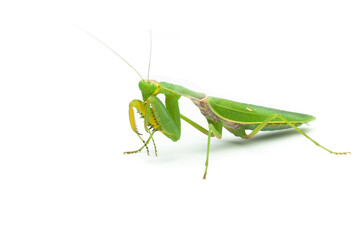Green praying mantis isolated on white background