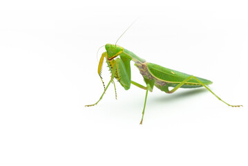 Green praying mantis isolated on white background