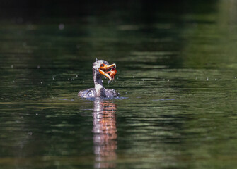 Double Crested Cormorant Eating A Crawfish