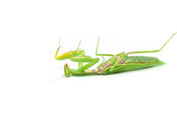 Green praying mantis, isolated on white background, lies on its back defeated