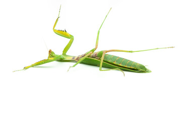 Green praying mantis, isolated on white background, lies on its back defeated