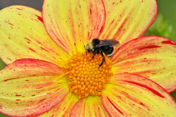Queen bee on yellow dahlia flower