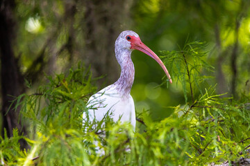 Male White Ibis Portrait