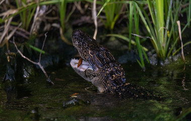 American Alligator Eating Crawfish