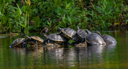 Shell Station:  Suwannee Cooters On A Log