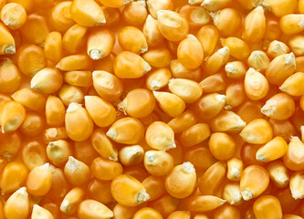corn grains background
