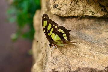 Fototapeta na wymiar Closeup of The Malachite butterfly (dorsal) on a stone, Butterfly Farm, Stratford-upon-Avon, England, UK