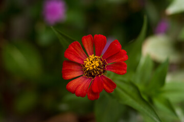 red flower