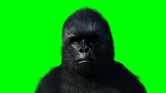 speaking gorilla. Realistic fur. Green screen animation.