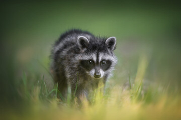 Striped baby raccoon walking on a green lawn surrounded by white flowers on the background of a...